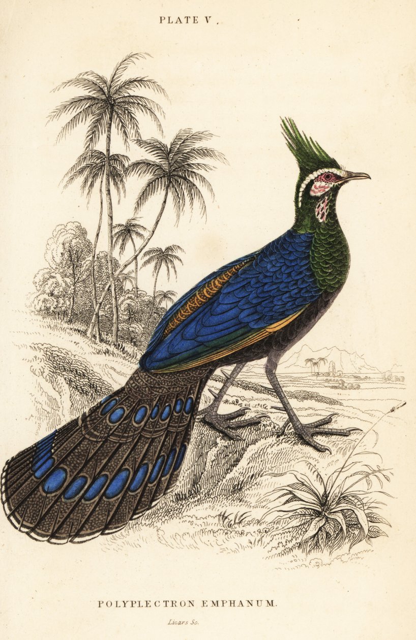 Palawan riikinkukko-fasaani, Polyplectron napoleonis tekijältä William Home Lizars