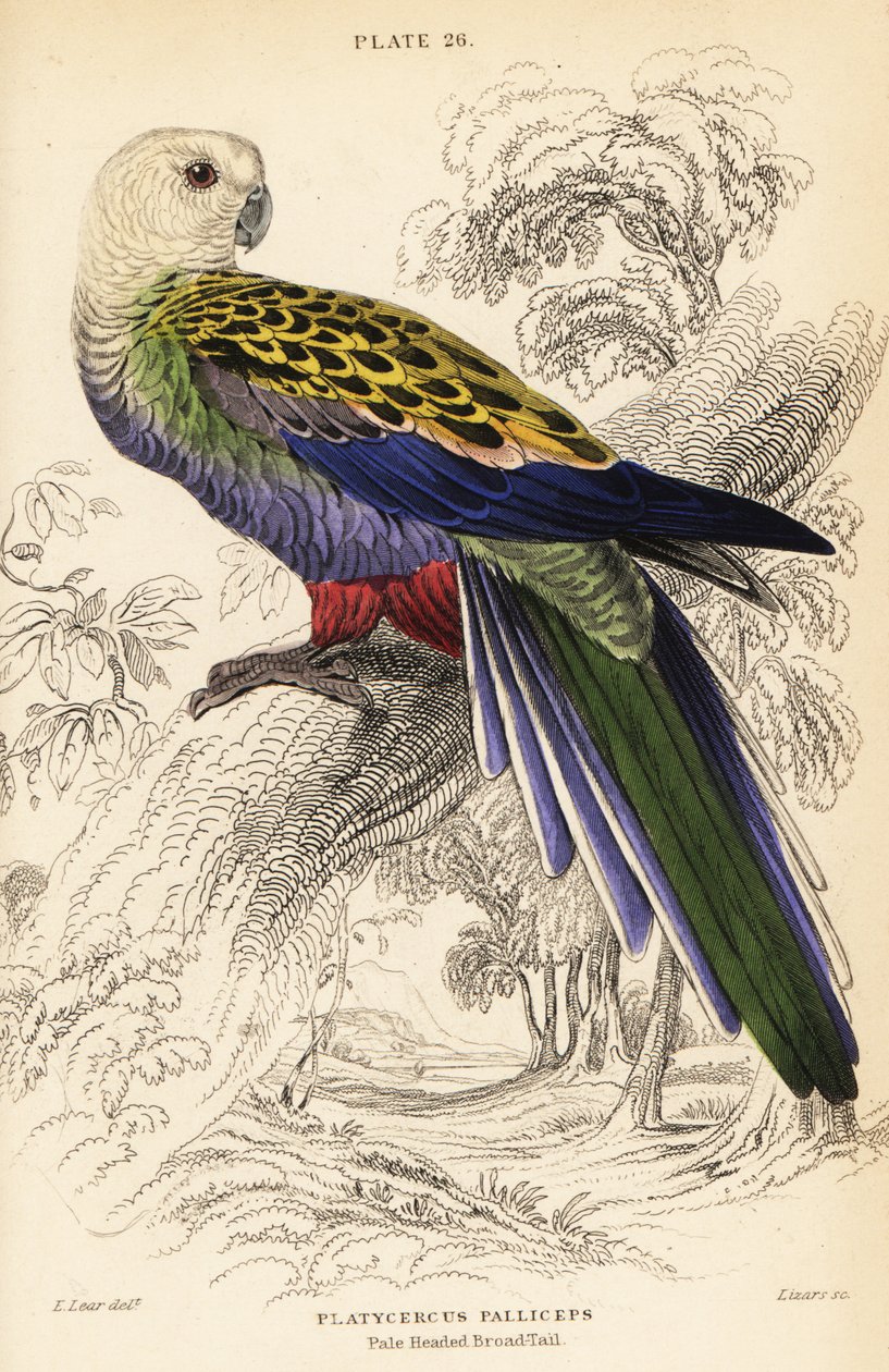 Vaaleapäinen rosella (palliceps) tekijältä William Home Lizars