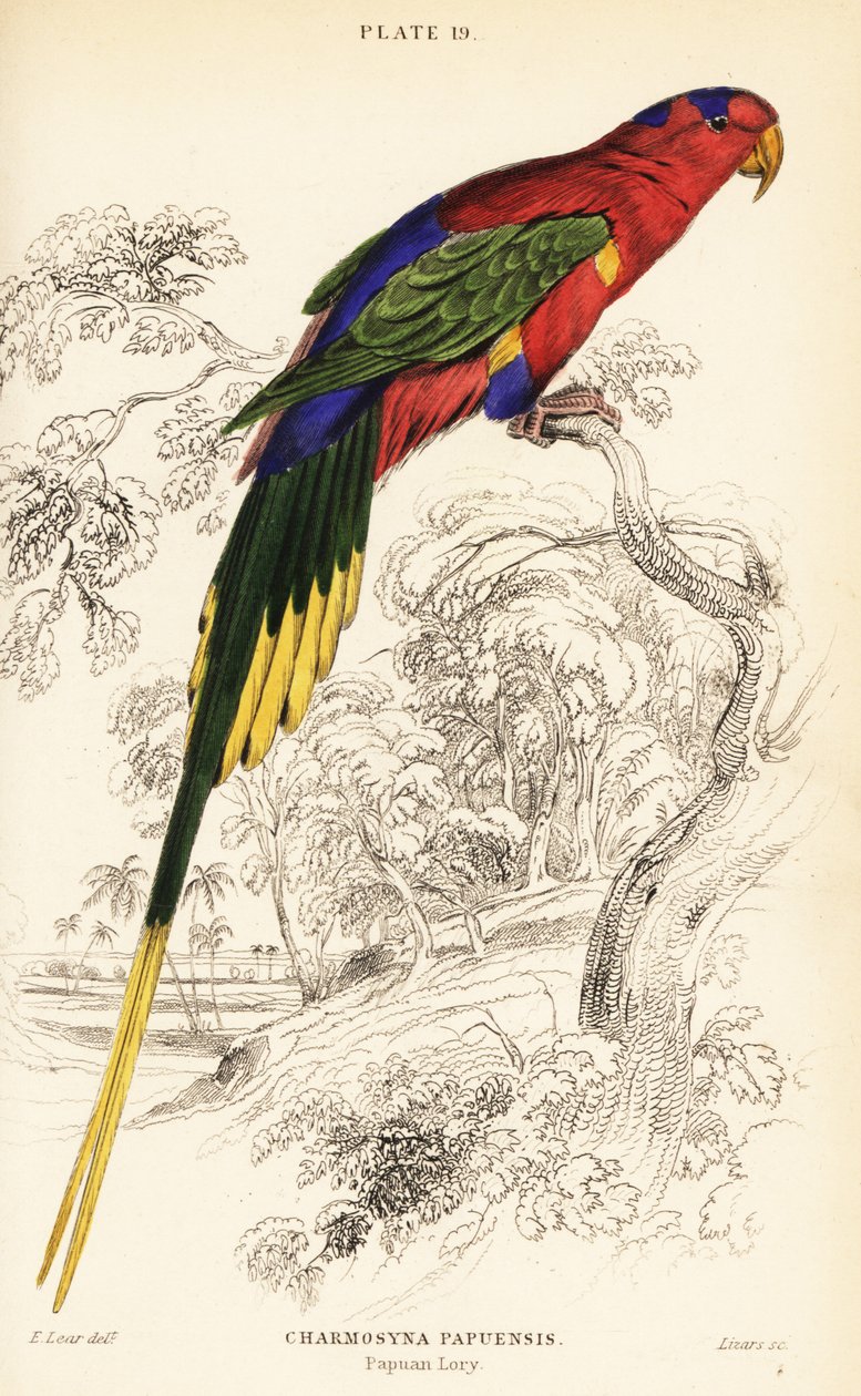 Papua-lorikka, Stellan lori tai Mount-Goliath-lorikka, Charmosyna papou tekijältä William Home Lizars