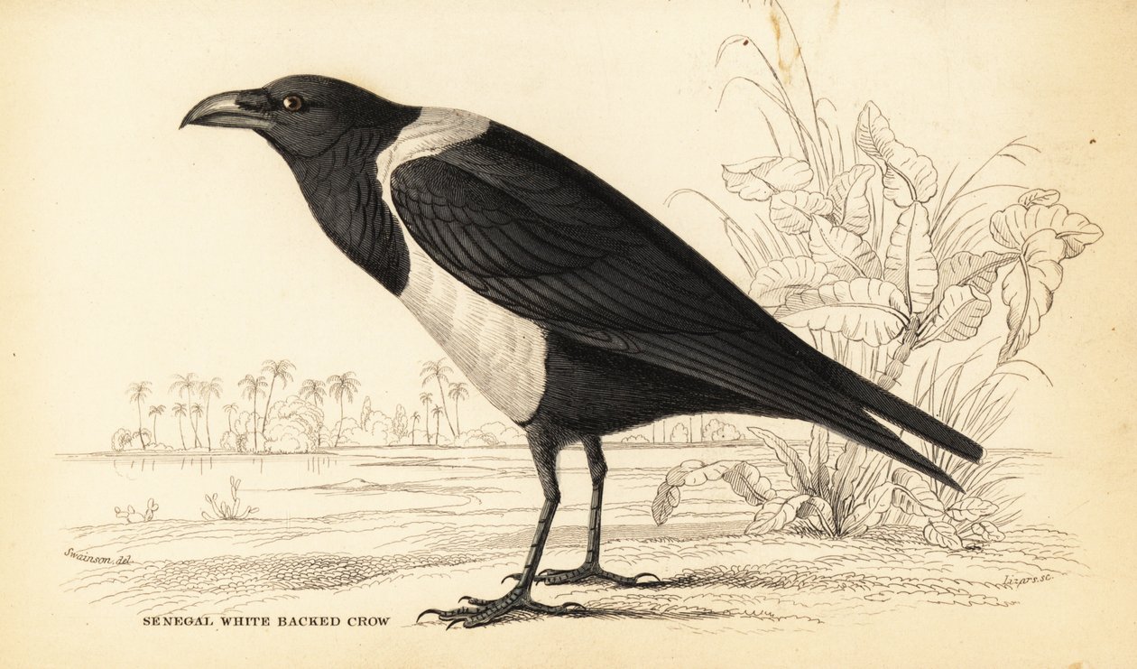 Varis, Corvus albus tekijältä William Home Lizars