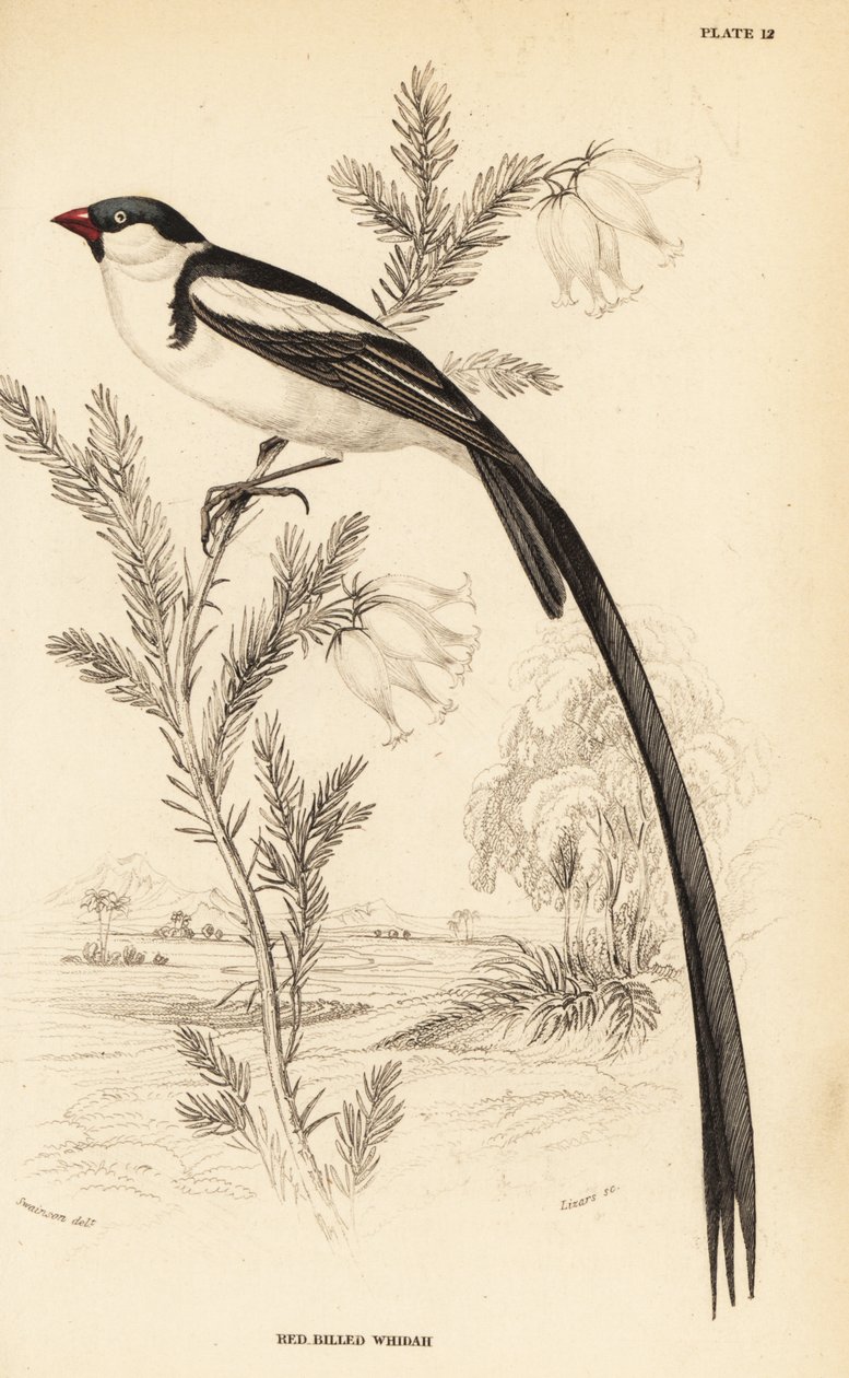 Pin-tailed Whydah, Vidua macroura (Red-billed whidah, Vidua erythrorhynchus) tekijältä William Home Lizars