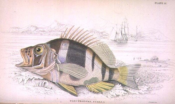 Kuva 22 Plectropoma Puella, taiteilijan kaiverrettu teoksesta "Naturalist