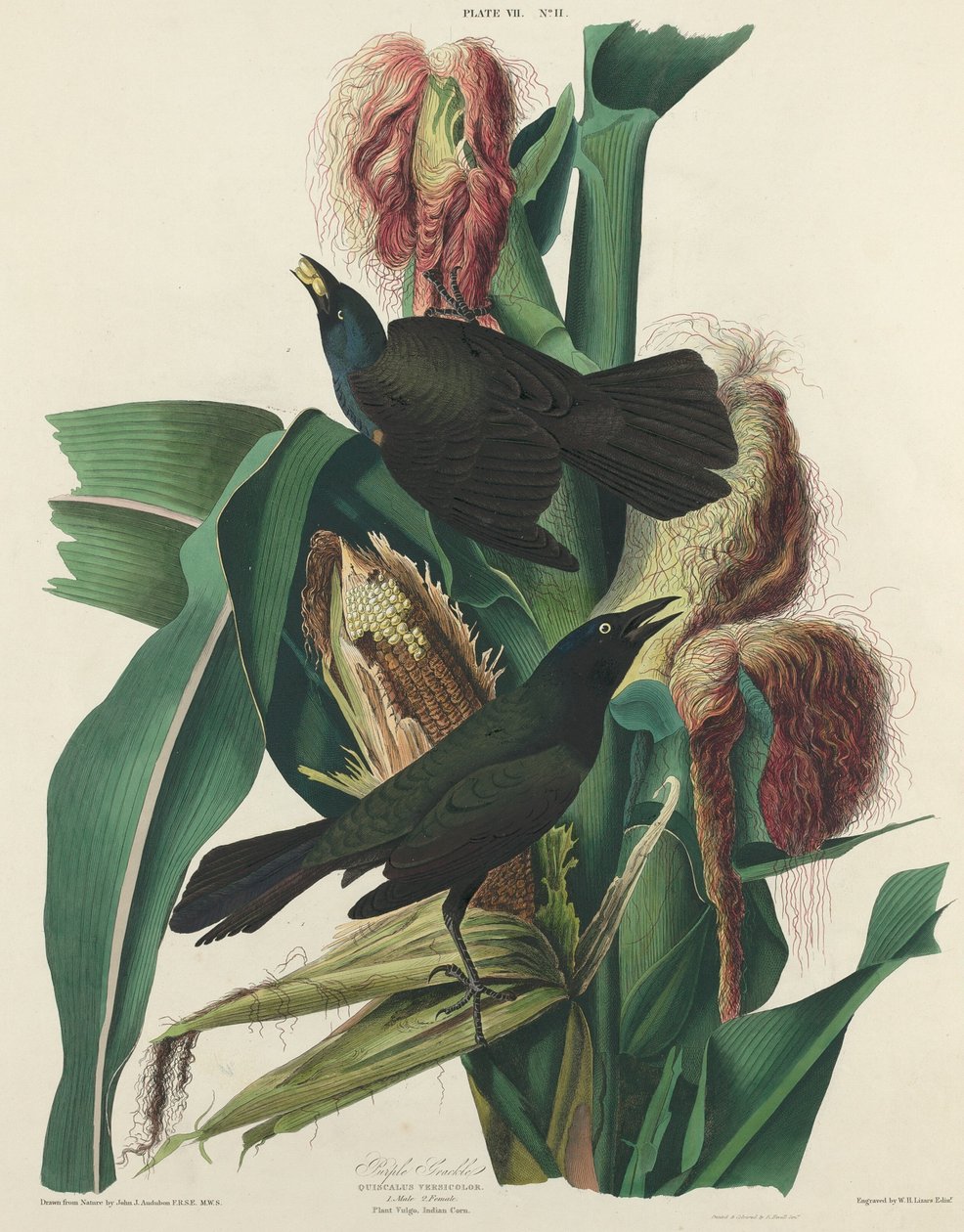 Purppura Grackle, 1827. tekijältä William Home Lizars