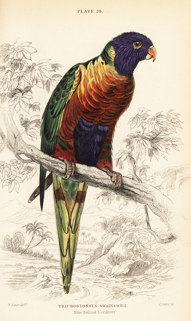 Rainbow lorikeet, Trichoglossus moluccanus tekijältä William Home Lizars