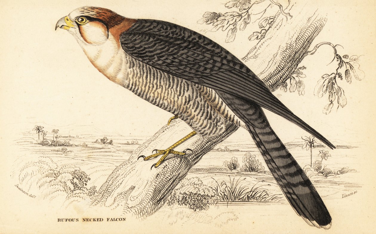Punakaulahaukka, Falco chicquera ruficollis tekijältä William Home Lizars
