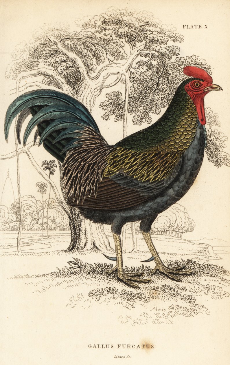 Punainen viidakkolintu, Gallus gallus javanicus tekijältä William Home Lizars