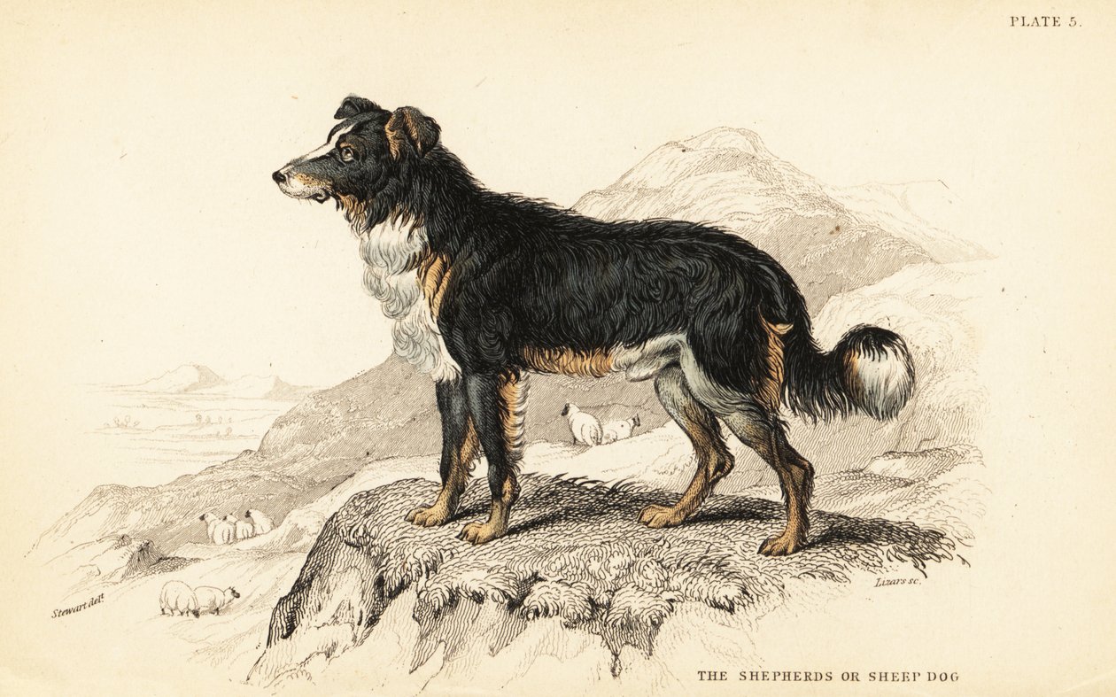 Paimenkoira tai lammaskoira, Canis lupus familiaris (Canis domesticus) tekijältä William Home Lizars