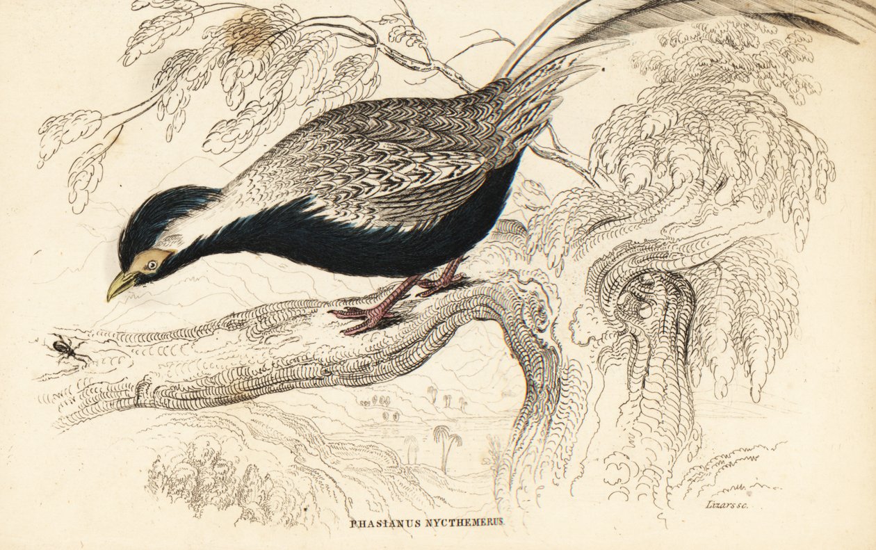 Hopeafasaani, Lophura nycthemera (Phasianus nycthemerus) tekijältä William Home Lizars