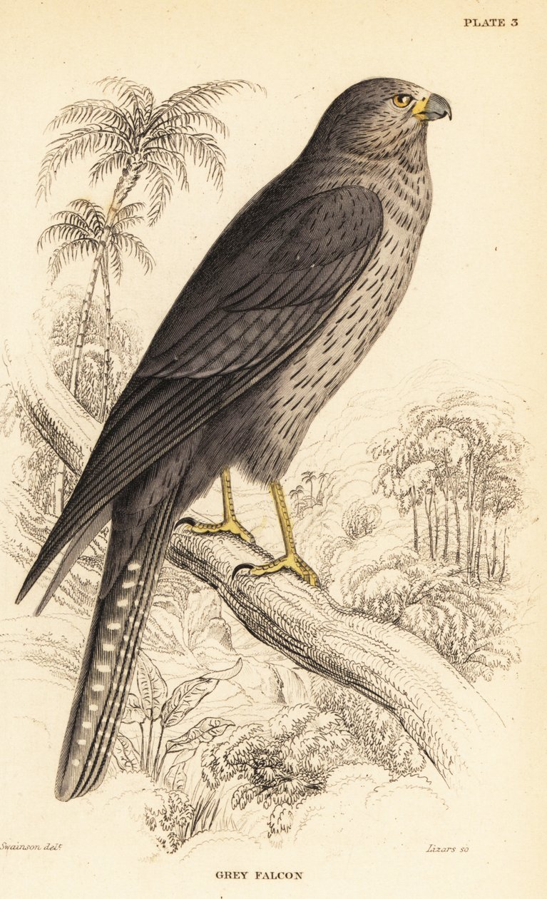 Nokihaukka, Falco concolor tekijältä William Home Lizars