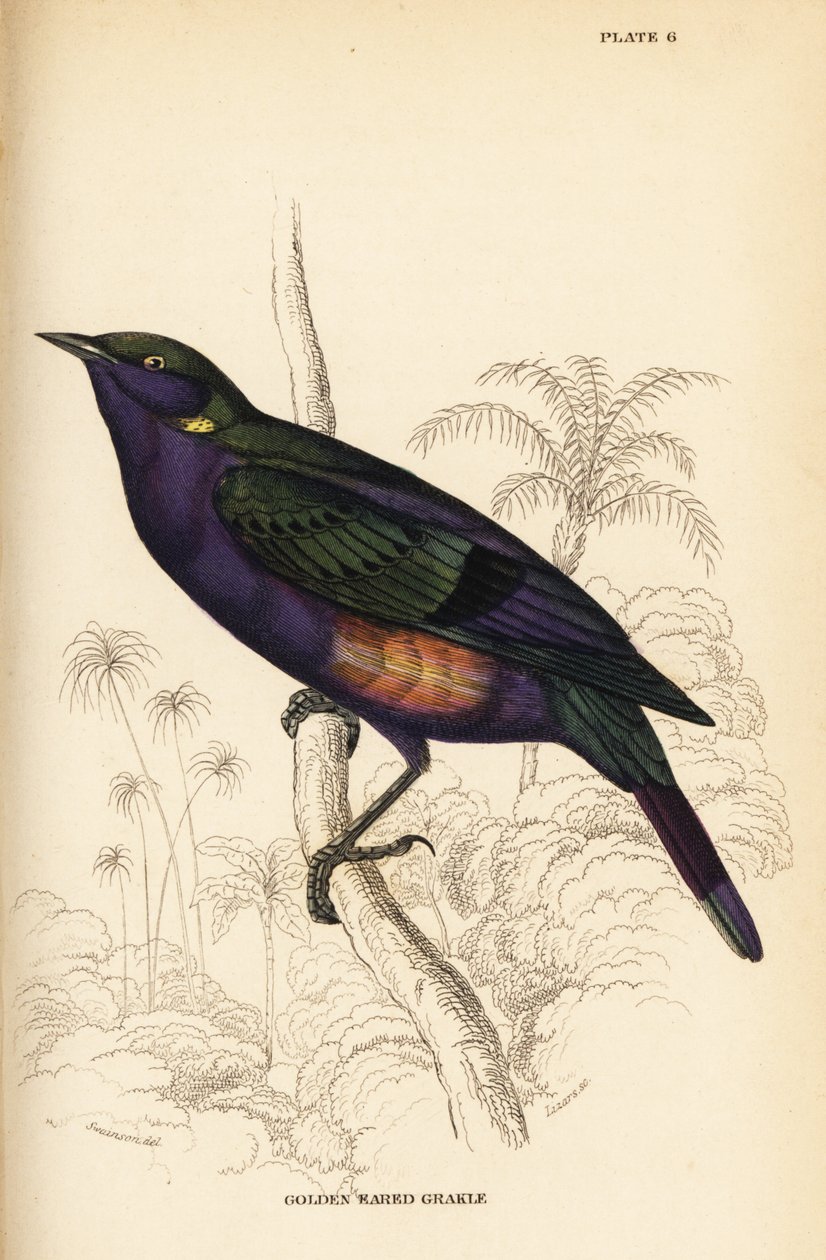 Upea kiiltävä kottarainen (Senegal), Lamprotornis splendidus chrysonotis (Golden eared grakle, Lamprotornis chrysonotis) tekijältä William Home Lizars