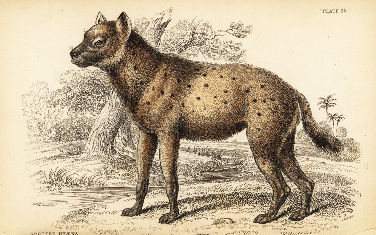 Täplähyeena tai naurava hyeena, Crocuta crocuta (Hyaena crocuta) tekijältä William Home Lizars