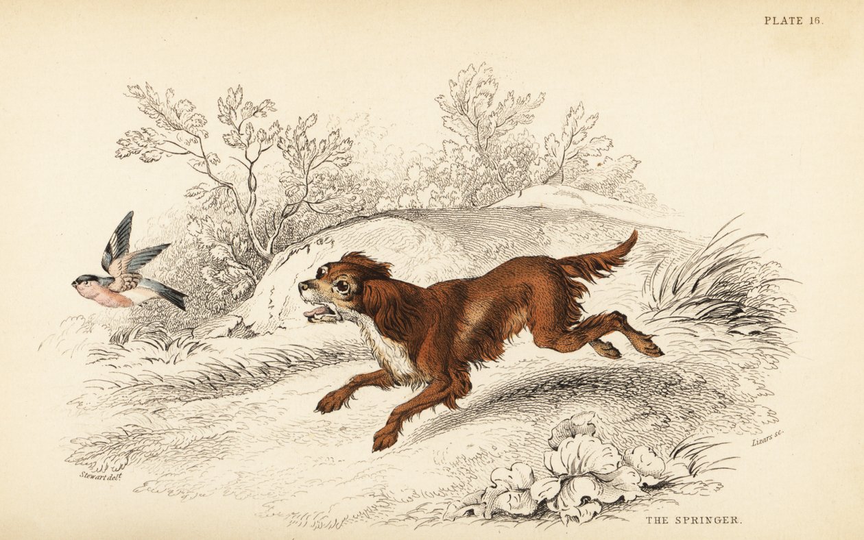 Springeri tai englantilainen springerspanieli, Canis lupus familiaris tekijältä William Home Lizars