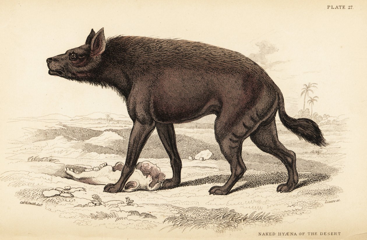 Raidallinen hyeena, Hyaena hyaena (Aavikon alaston hyaena, Hyaena vulgaris) tekijältä William Home Lizars