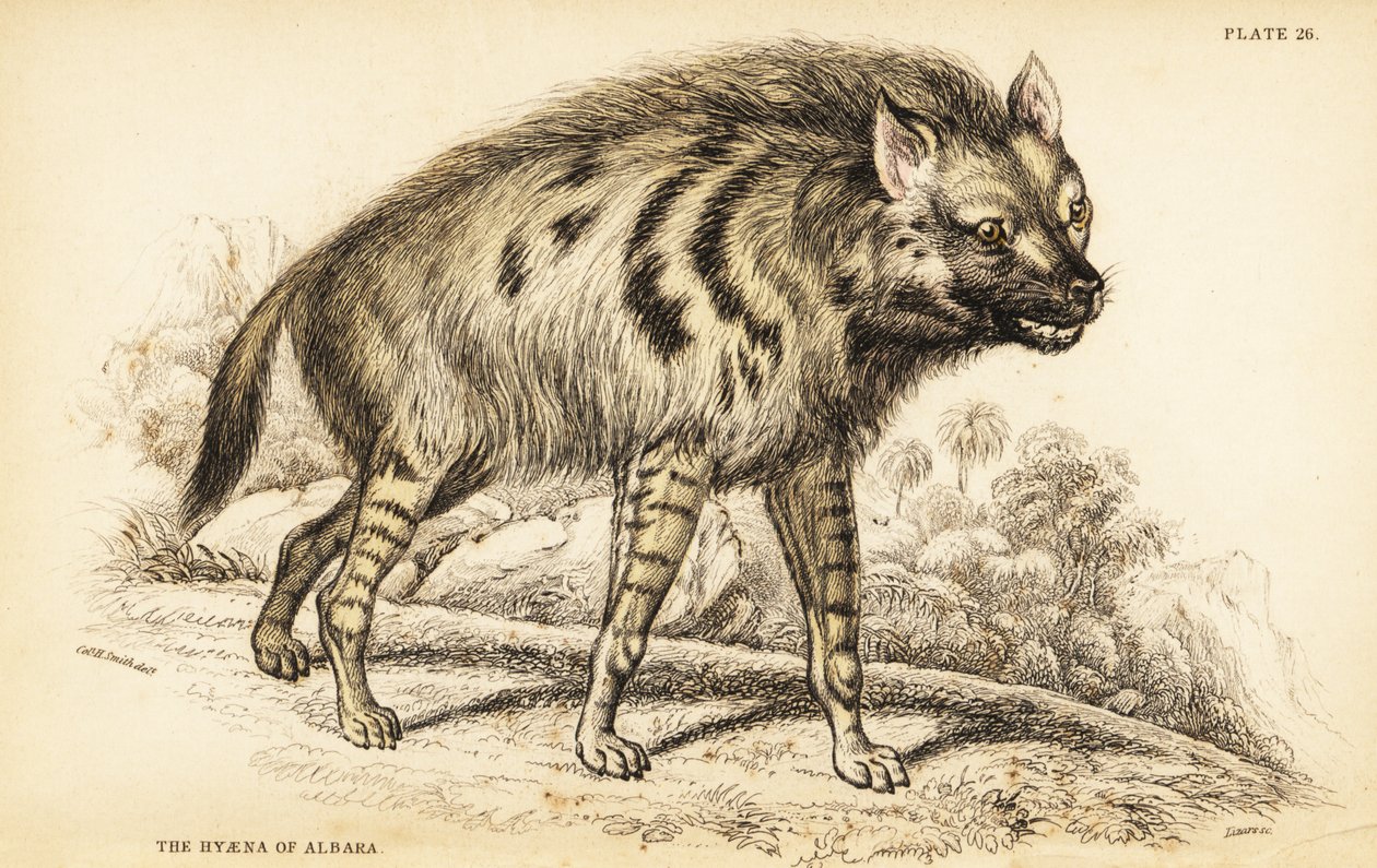 Raidallinen hyena, Haena Haena tekijältä William Home Lizars