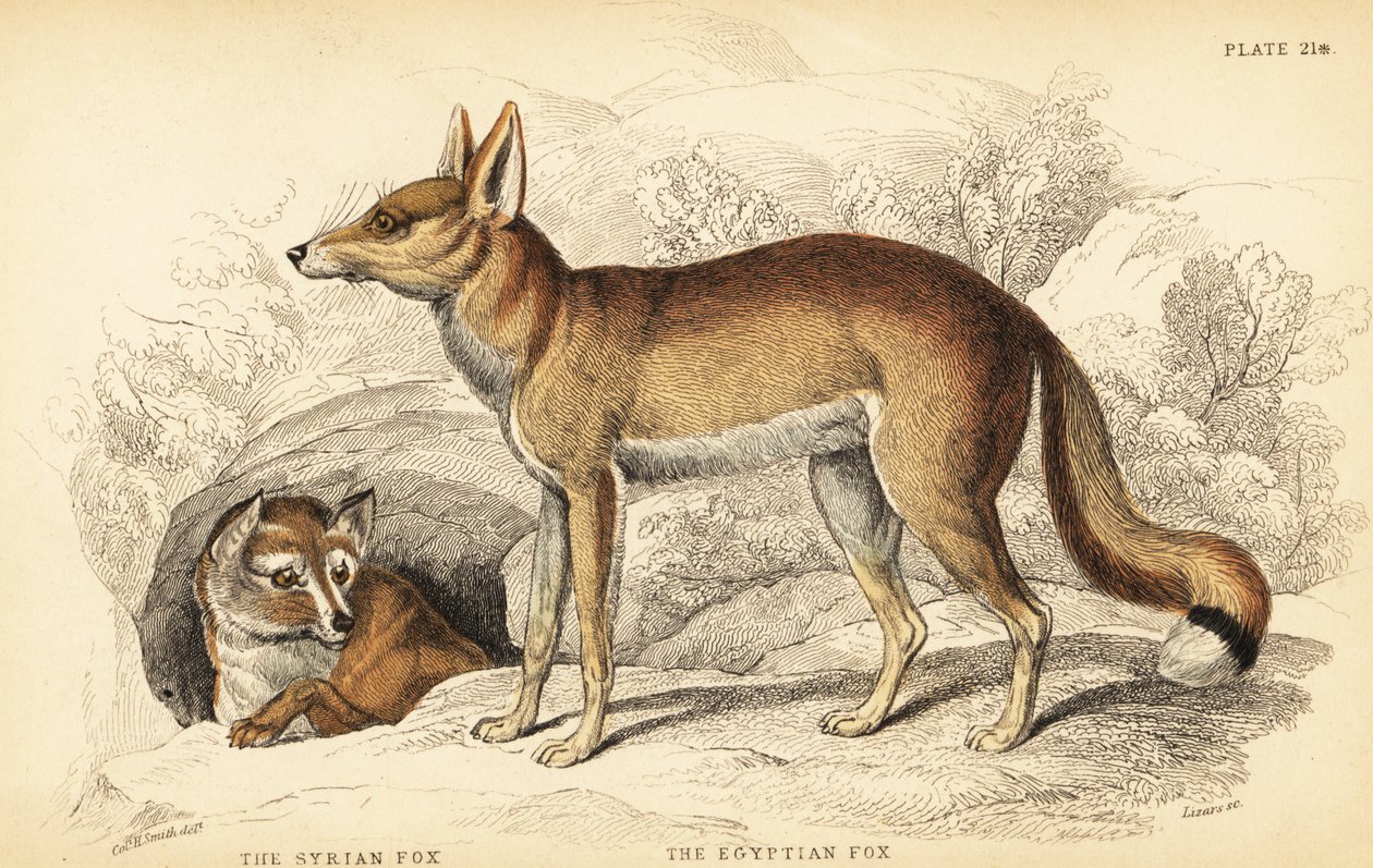 Syyrian kettu eli Taaleb, Vulpes thaleb (tai Blanfordin kettu, Vulpes cana?) ja egyptinkettu eli Sabora, Vulpes vulpes niloticus tekijältä William Home Lizars