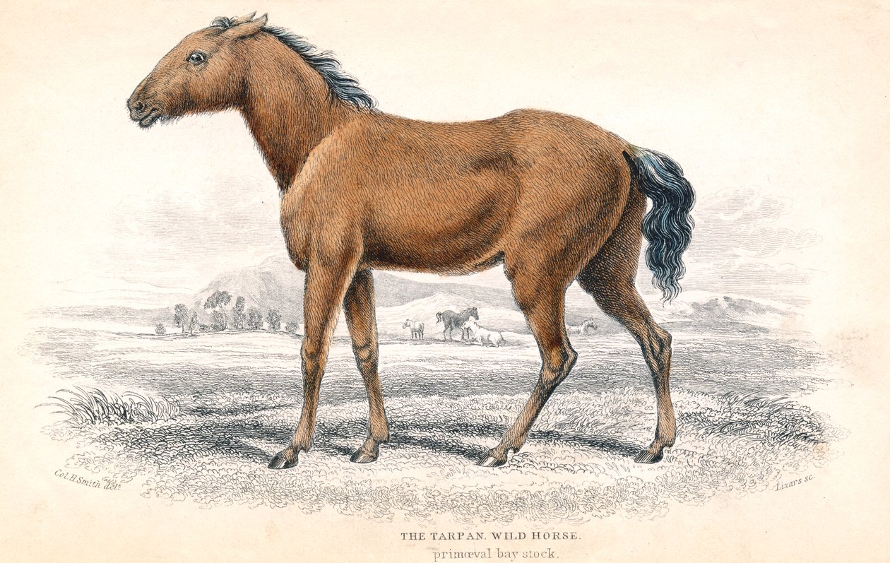 Tarpan, 1830 tekijältä William Home Lizars