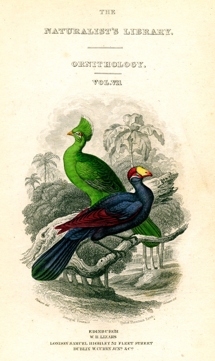 Naturalists Library, Ornithology, Senegal Touraco, Violet Plantain Eater, c1833-1865. tekijältä William Home Lizars
