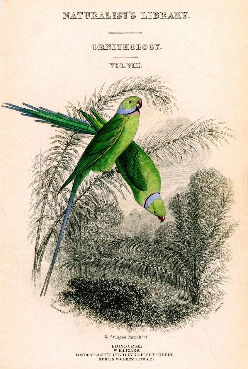 The Naturalists Library, Ornithology Vol VIII, Red ringed Parrakeet, c1833-1865. tekijältä William Home Lizars