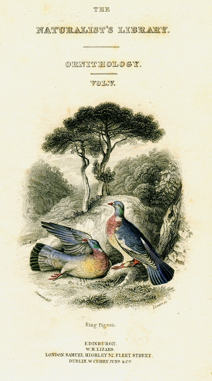 The Naturalists Library, Ornithology Vol V, Ring Pigeon, c1833-1865. tekijältä William Home Lizars