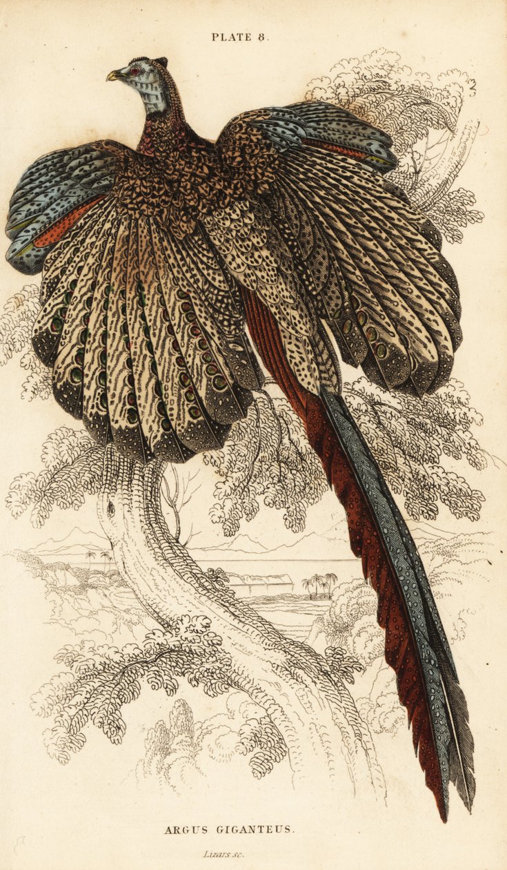Suuri argus, Argusianus argus (Argus-fasaani tai jättimäinen argus, Argus giganteus) tekijältä William Home Lizars