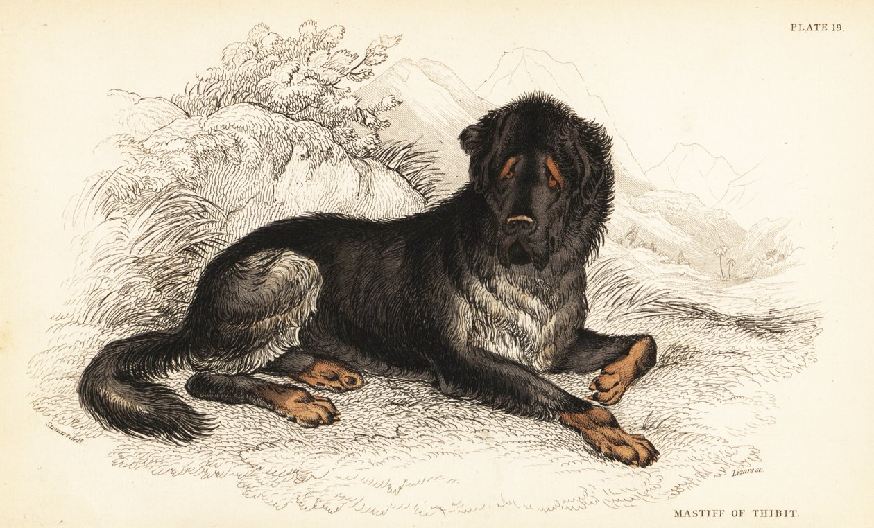 Tiibetinmastiffi, Canis lupus familiaris (Tiibetin mastiffi, Canis urcani) tekijältä William Home Lizars