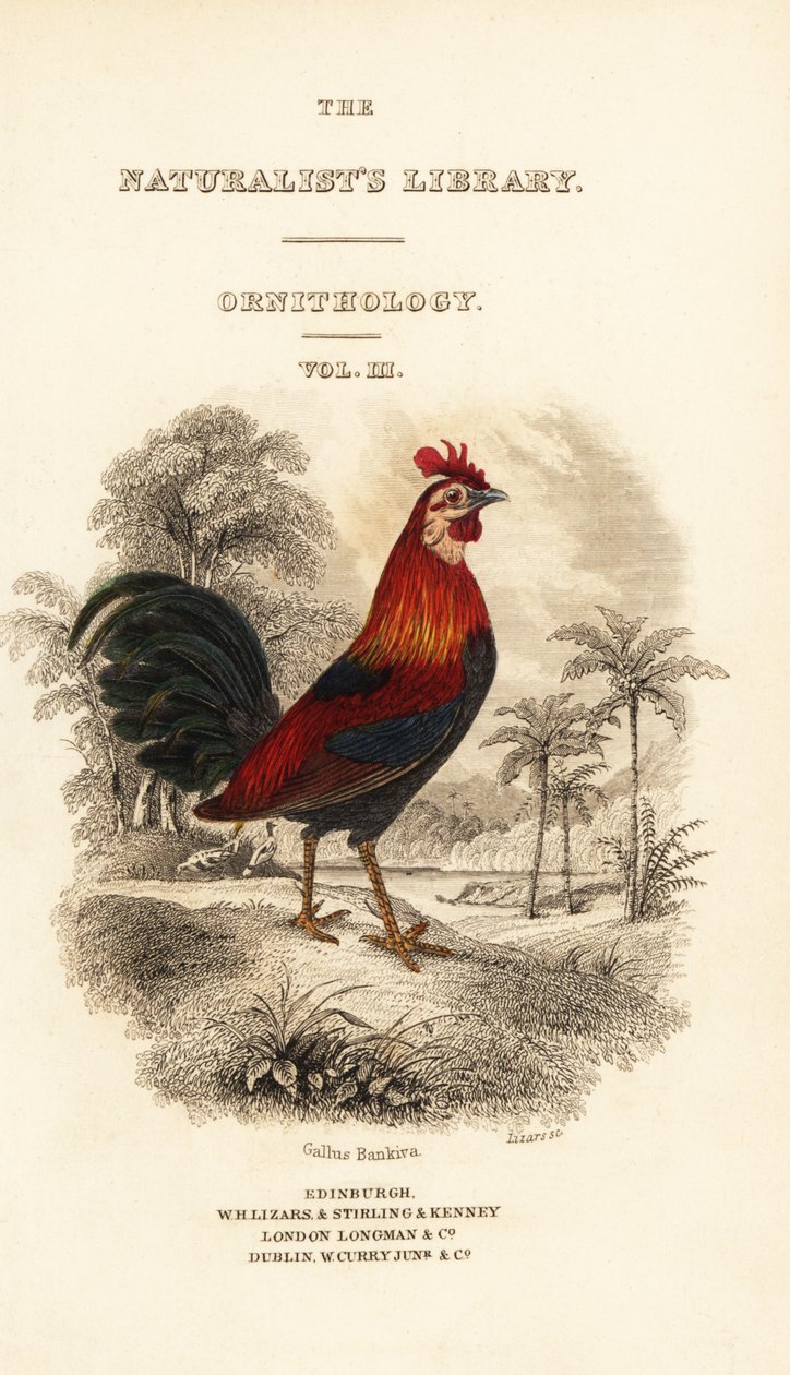 Nimisivu vinjetillä punaista viidakkolintua (Javan), Gallus gallus bankiva tekijältä William Home Lizars