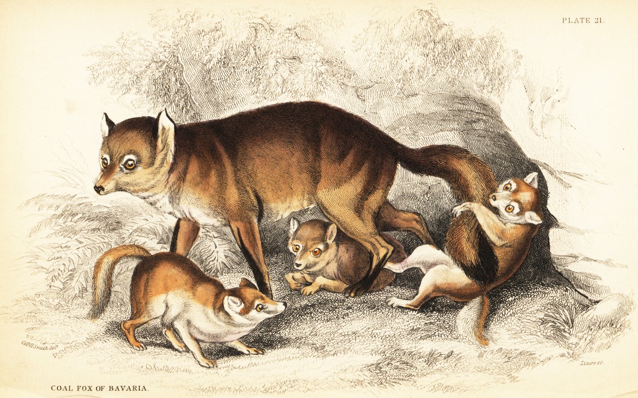 Erilaisia punakettuja, Vulpes vulpes, pentuineen (Baijerin hiilikettu, Vulpes alopex) tekijältä William Home Lizars