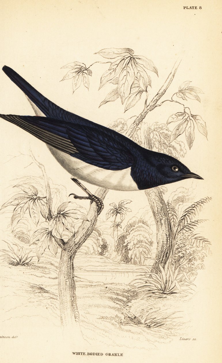 Violettiselkäinen kottarainen, Cinnyricinclus leucogaster (valkoinen grakle, Lamprotornis leucogaster) tekijältä William Home Lizars