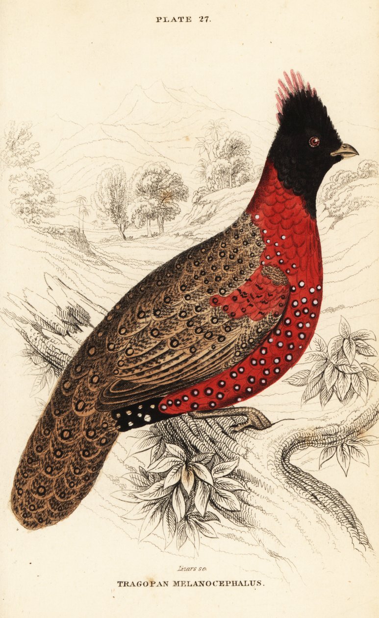 Läntinen tragopan tai läntinen sarvimainen tragopan, Tragopan melanocephalus tekijältä William Home Lizars