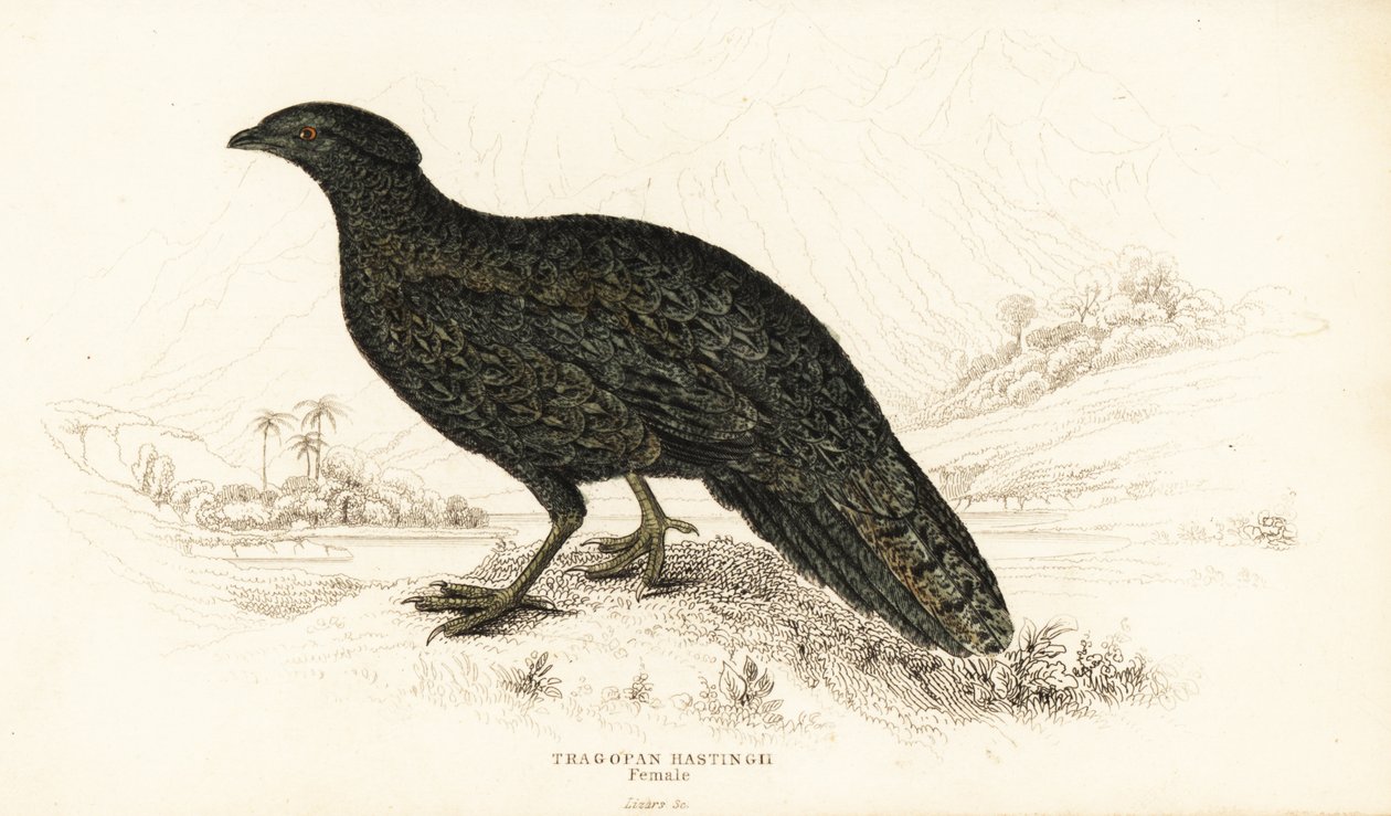 Läntinen tragopan tai läntinen sarvimainen tragopan, naaras, Tragopan melanocephalus tekijältä William Home Lizars