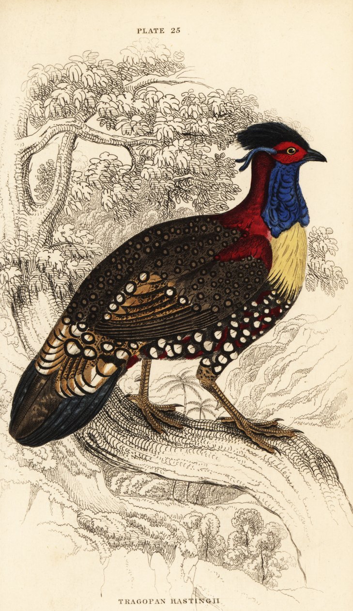 Läntinen tragopan tai läntinen sarvimainen tragopan, uros, Tragopan melanocephalus tekijältä William Home Lizars