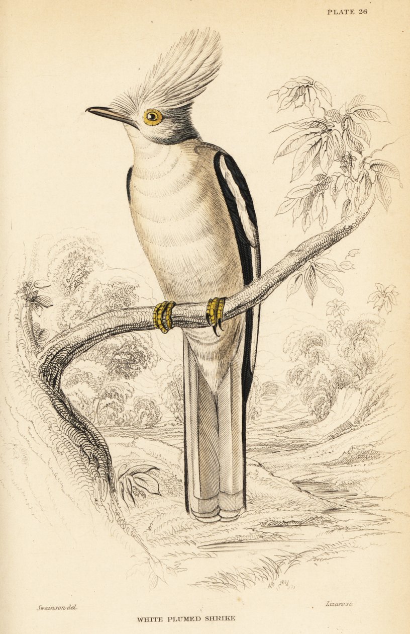 Valkoharjakypärä, Prionops plumatus tekijältä William Home Lizars