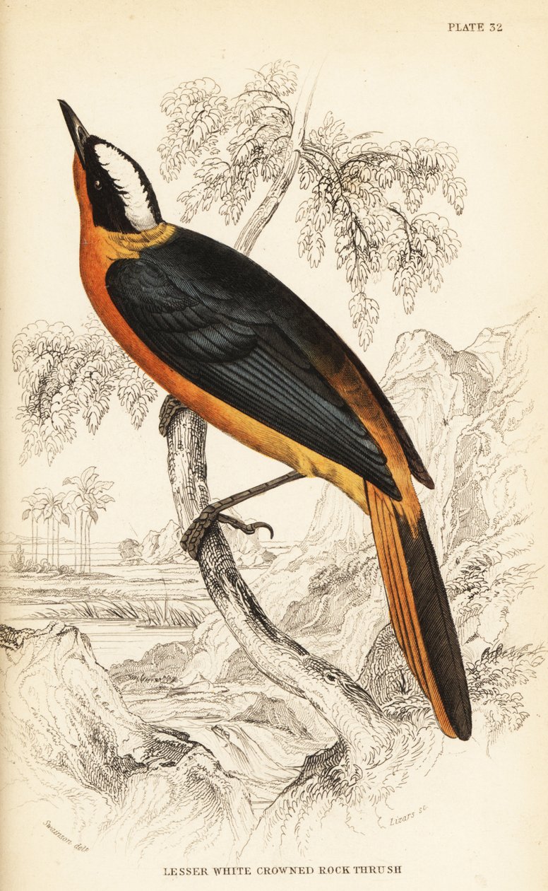 Valkokruunuinen robin-chat, Cossypha albicapilla (pieni valkokruunuinen kivirastas, Petrocincla albicapilla) tekijältä William Home Lizars