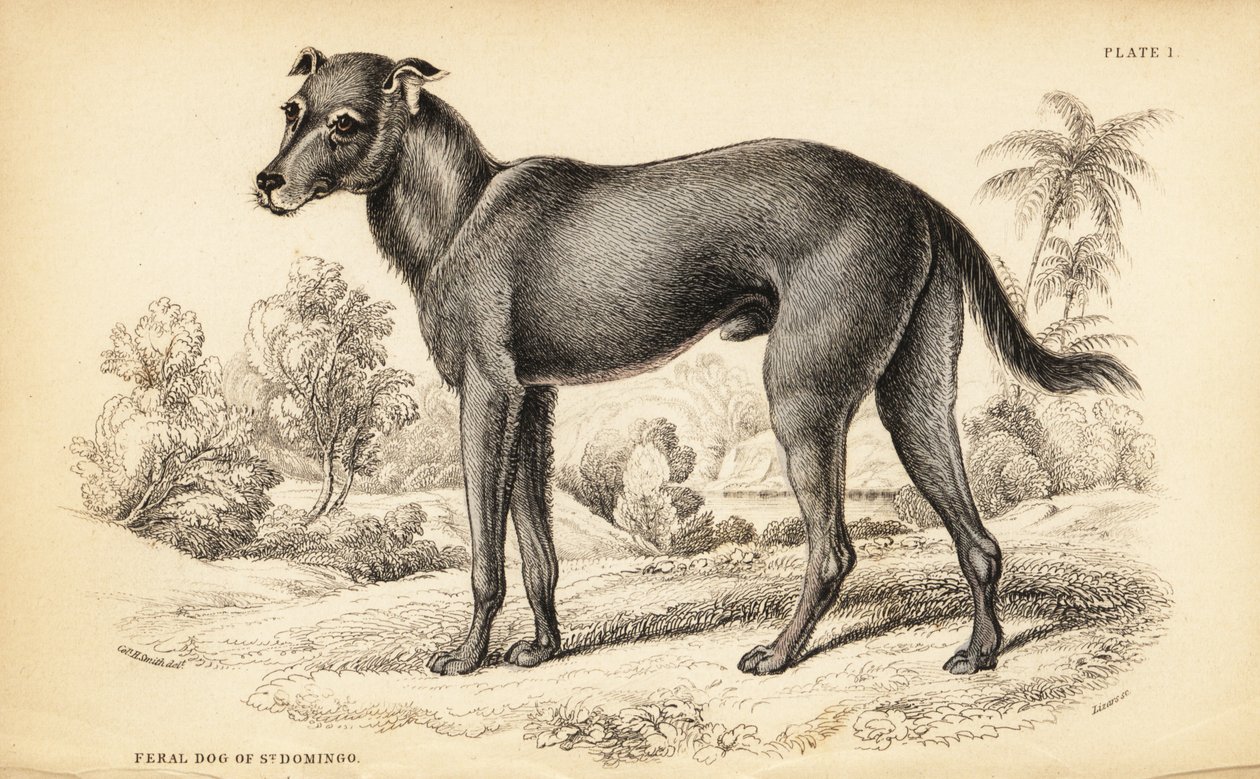 Dominikaanisesta tasavallasta ja Haitista löydetty villikoira, Canis lupus familiaris (Feral dog of St tekijältä William Home Lizars