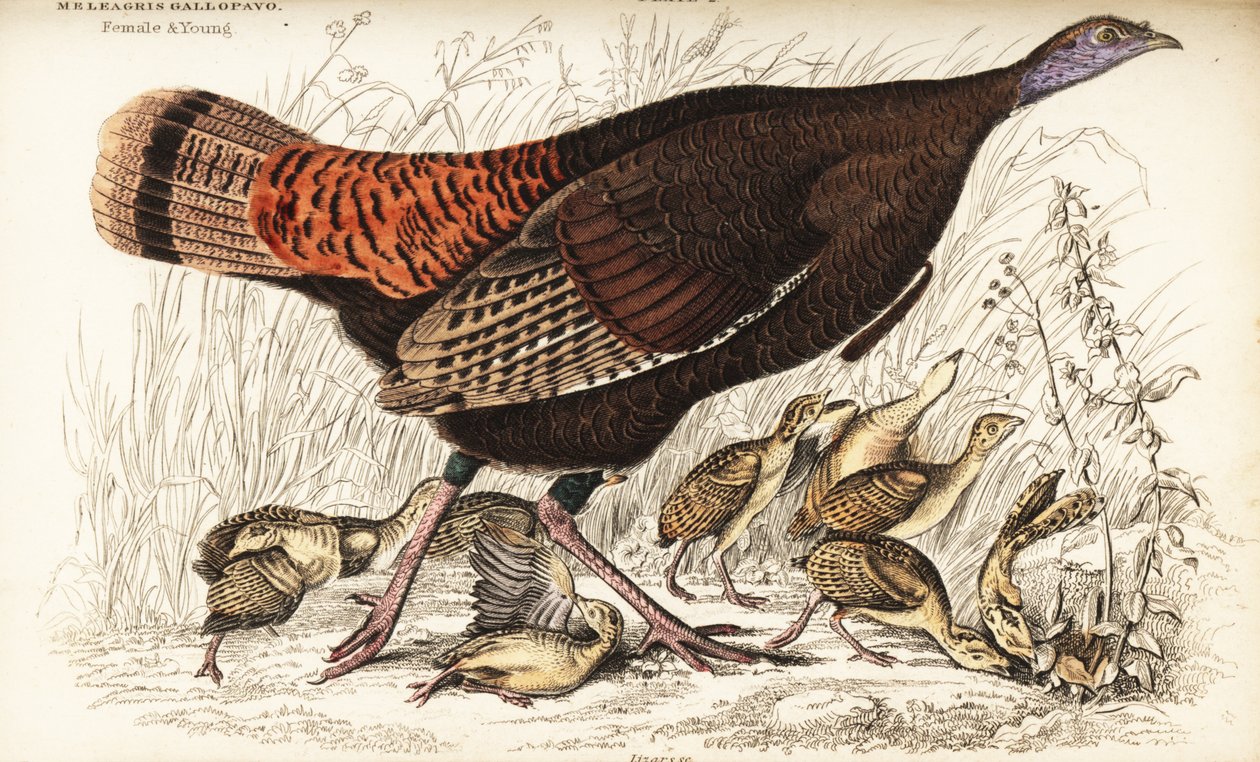 Villi kalkkuna, naaras ja nuori, Meleagris gallopavo tekijältä William Home Lizars