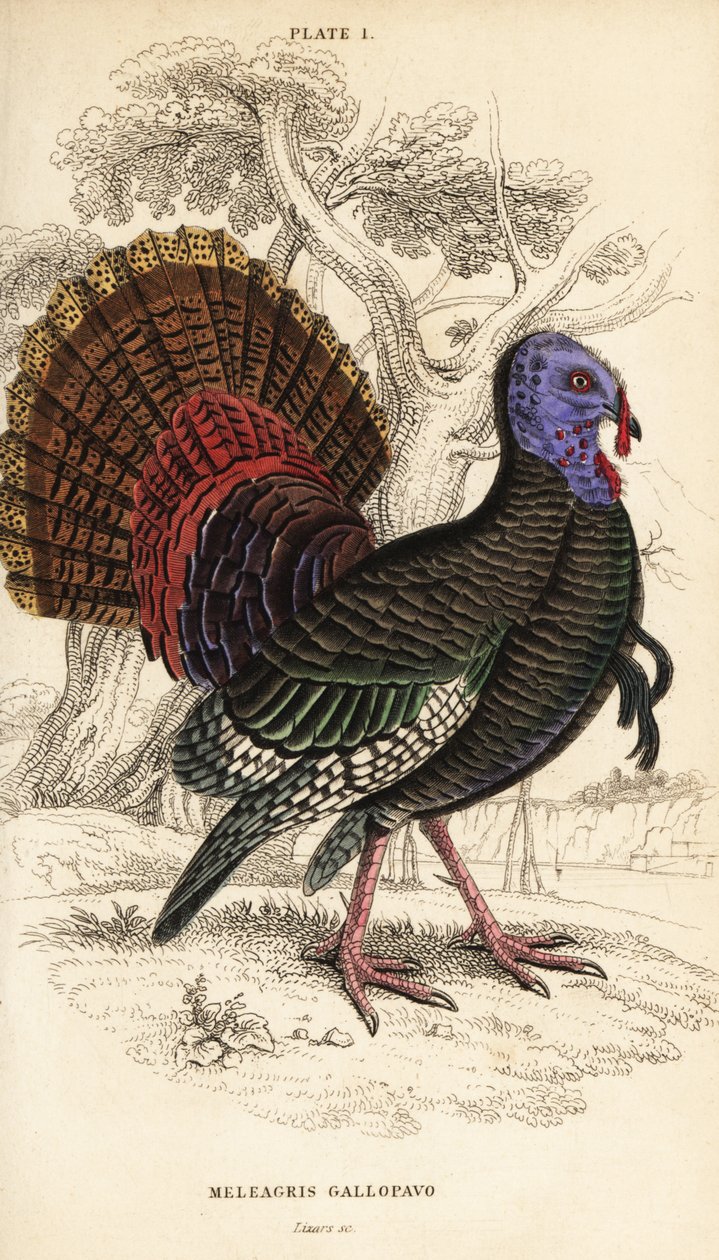 Villi kalkkuna, uros, Meleagris gallopavo tekijältä William Home Lizars