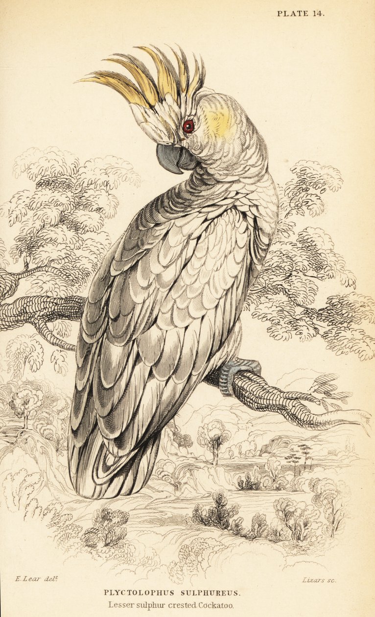 Keltaharjakakadu, Cacatua sulphurea tekijältä William Home Lizars