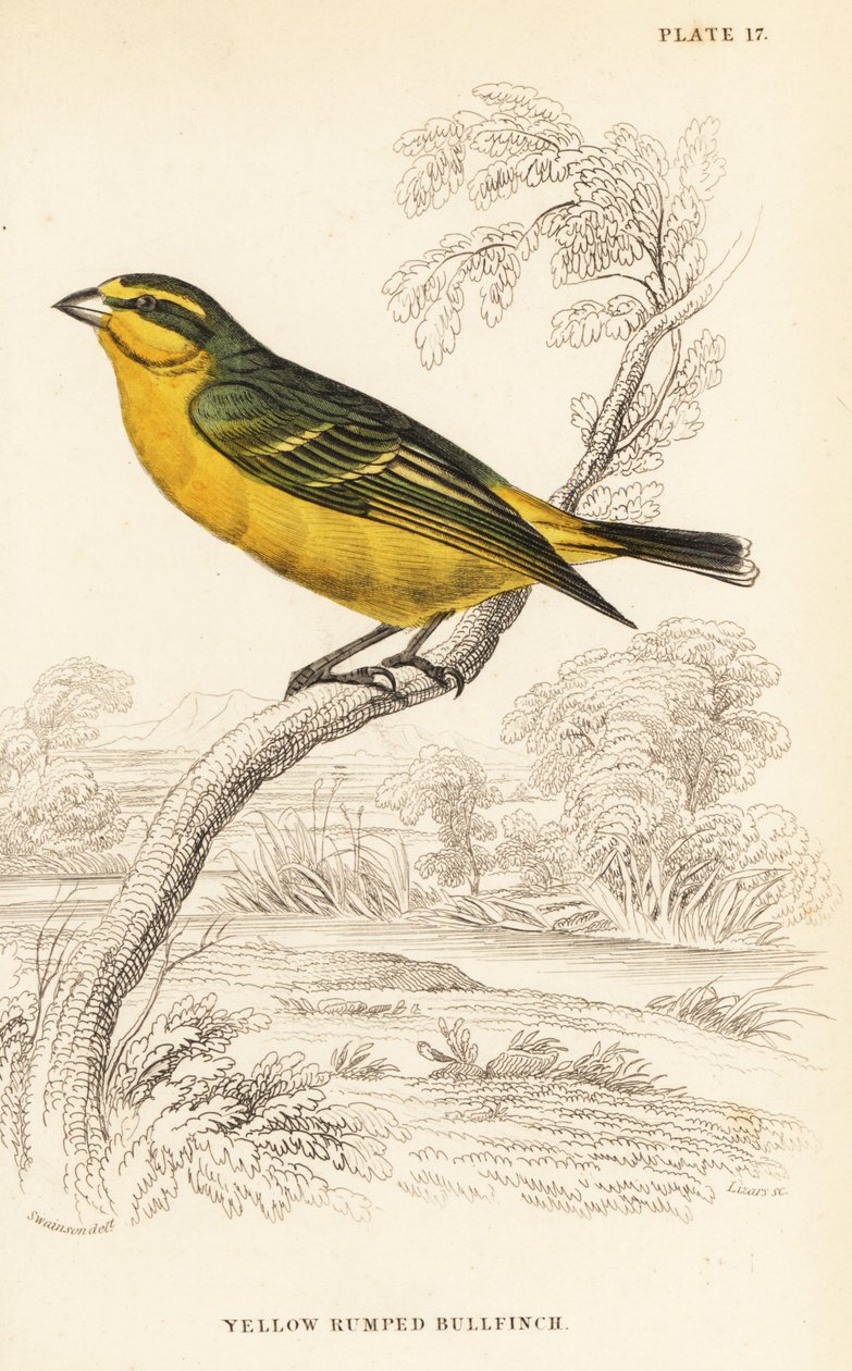 Keltakärkinen kanarialintu (Senegal), Crithagra mozambica caniceps (Keltainen härkävarsi, Crithagra chrysopyga) tekijältä William Home Lizars