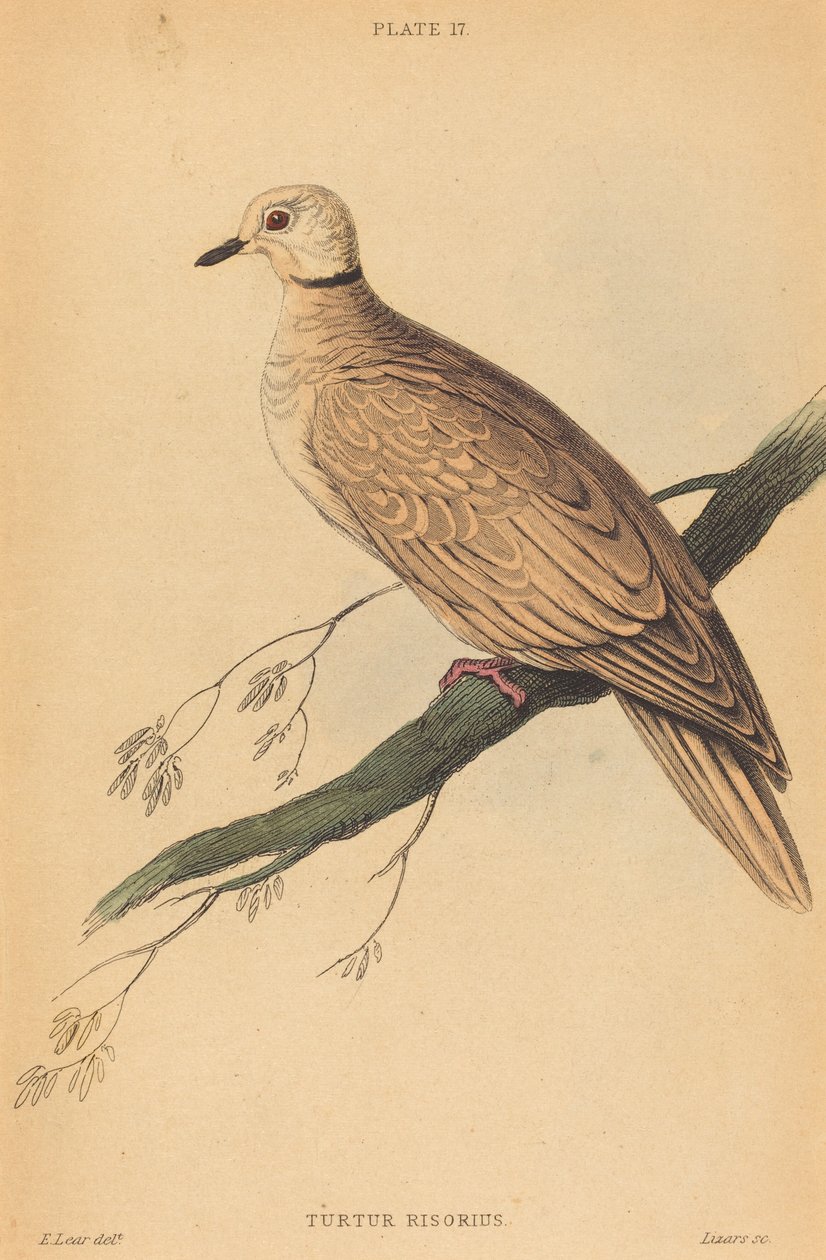 Turtur Risorius tekijältä William Home Lizars after Edward Lear