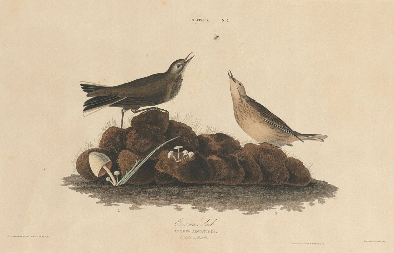 Ruskea Lark tekijältä William Home Lizars after John James Audubon