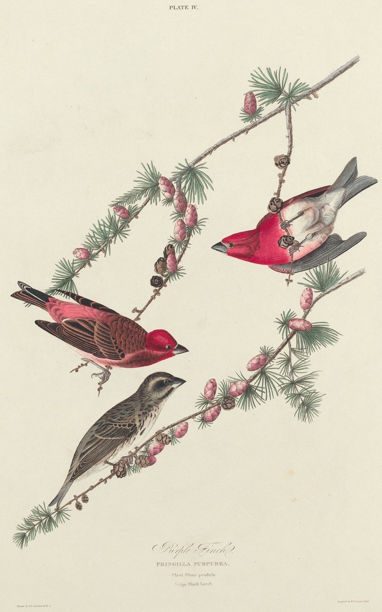 Purppura peippo tekijältä William Home Lizars after John James Audubon