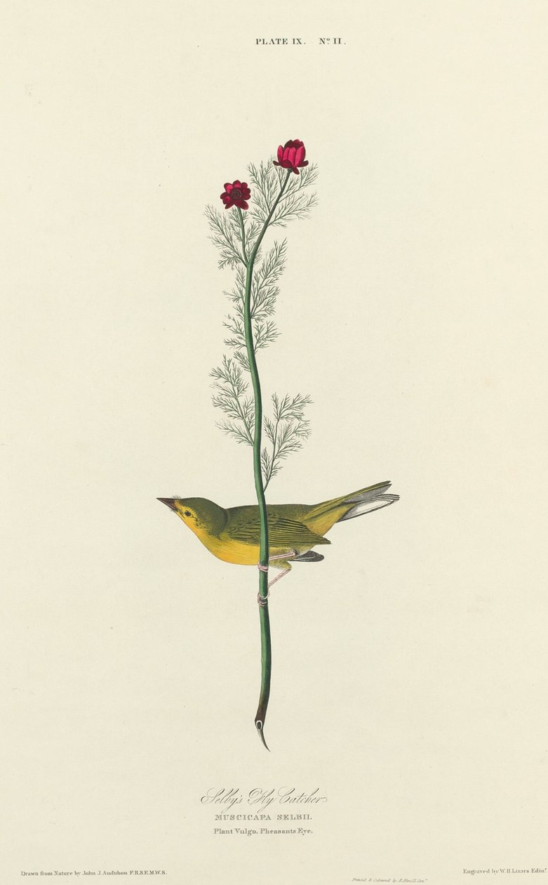 Selbyn kärpässieppo tekijältä William Home Lizars after John James Audubon