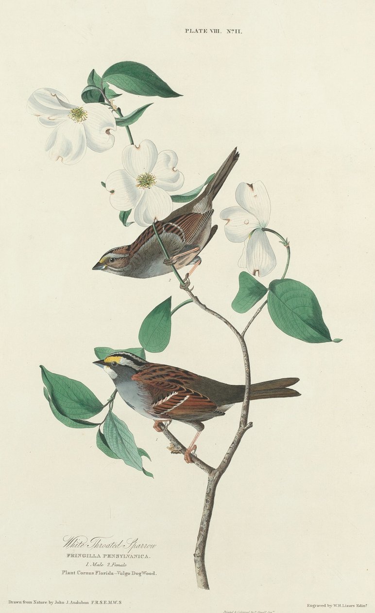 Valkokurkkuvarpunen tekijältä William Home Lizars after John James Audubon
