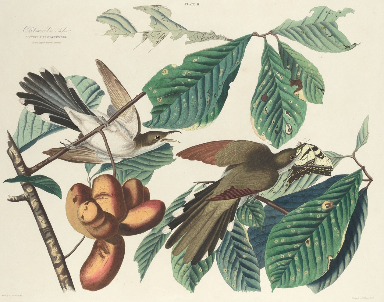 Keltanokkakäki tekijältä William Home Lizars after John James Audubon