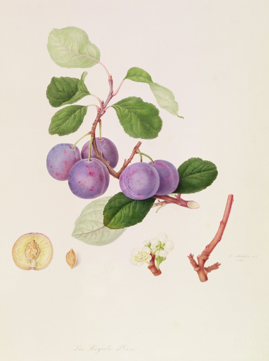 Royale Plum, 1815 tekijältä William Hooker