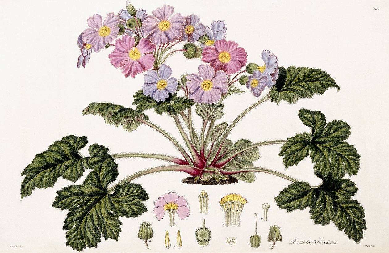 Primula Sinensis, 1821-1826 tekijältä William Hooker