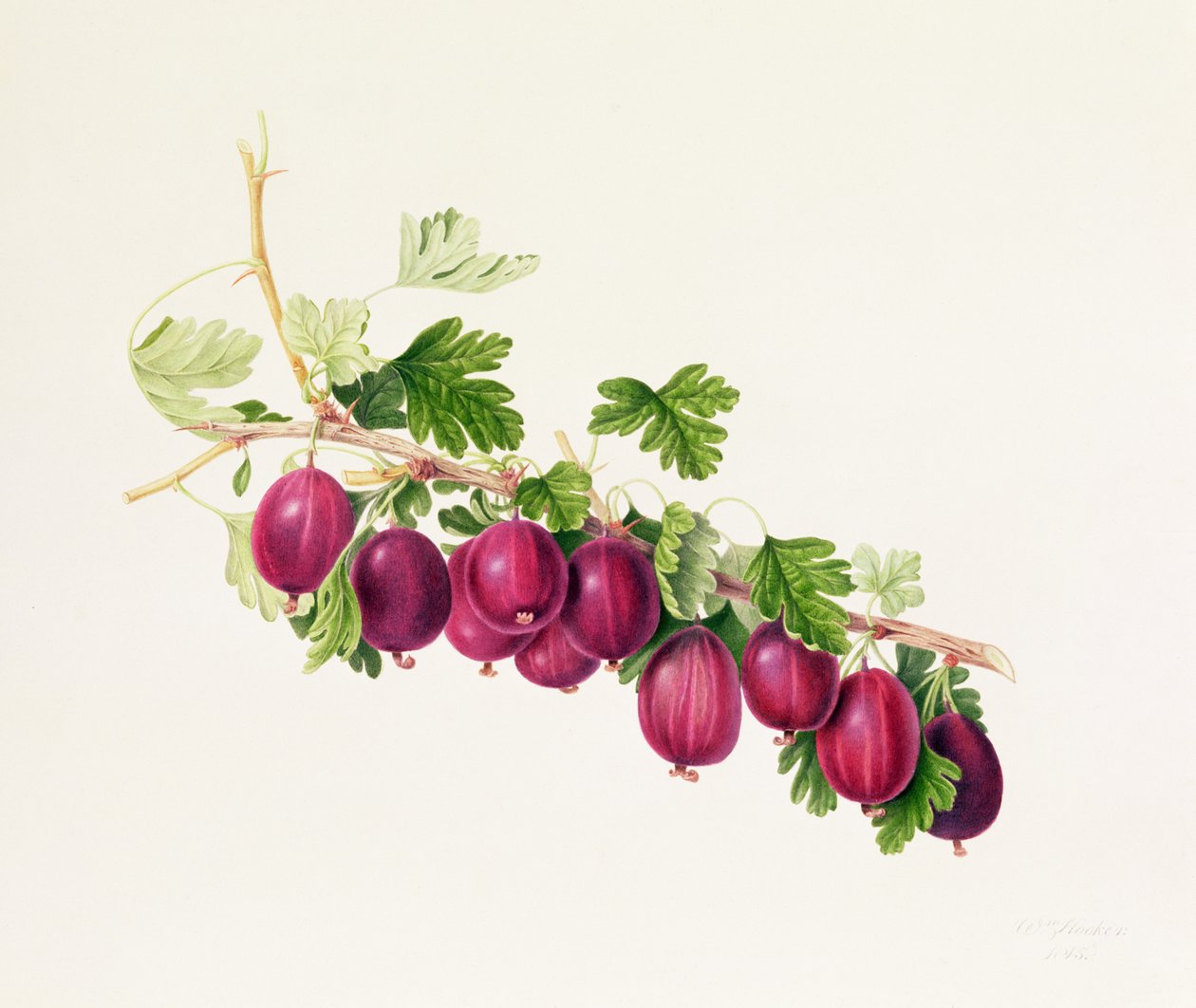 Purppura karviainen tekijältä William Hooker