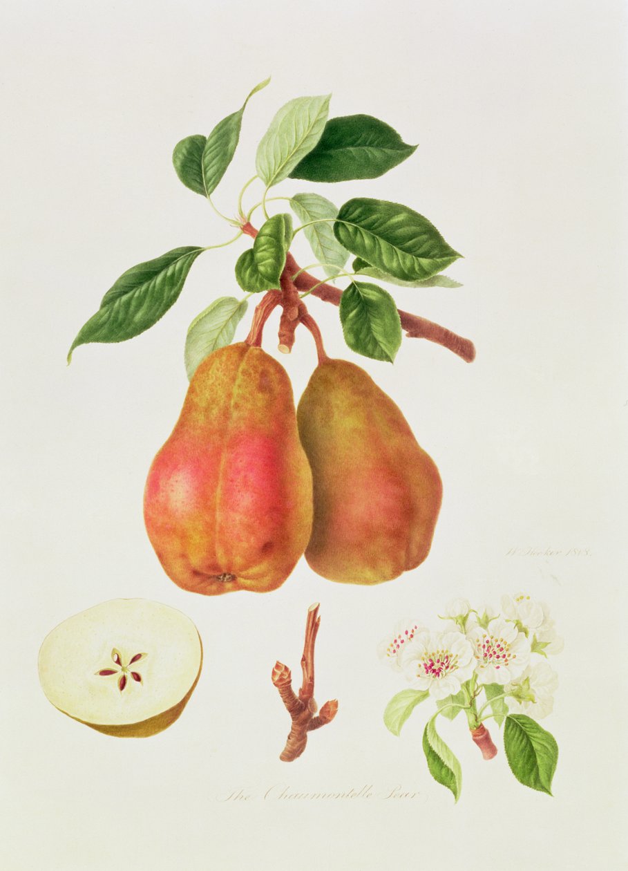 Chaumontelle-päärynä, 1818 tekijältä William Hooker