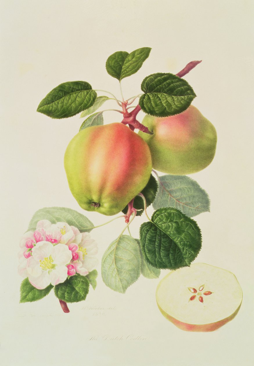 Hollantilainen Codlin, 1820 tekijältä William Hooker