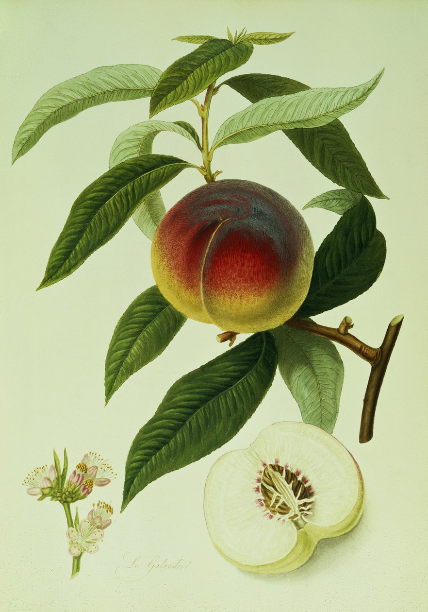 The Galande Peach (värilitografia) tekijältä William Hooker